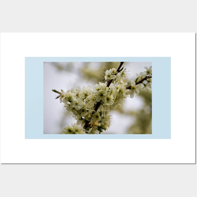 Spring Blossom Wall Art by Violaman